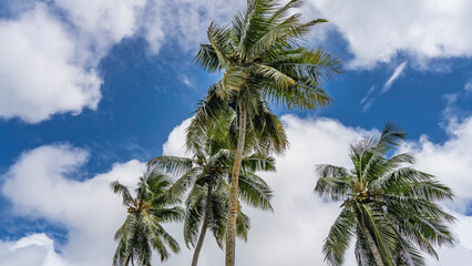 Crowns and trunks of tall coconut palms against a background of blue sky and clouds. Lush green leaves are fluttering in the wind. Seychelles