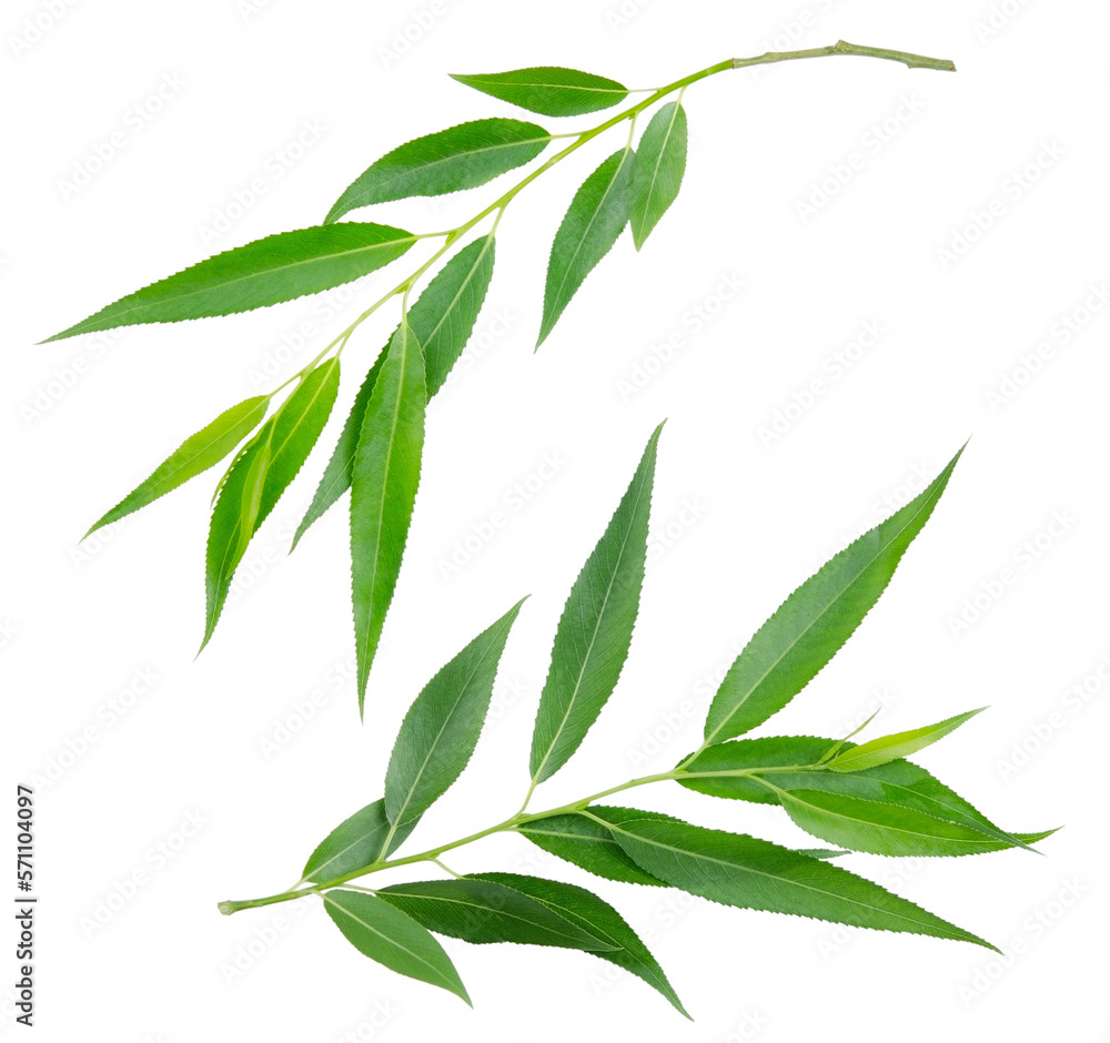 Wall mural willow branches isolated without shadows transparent background design elements png