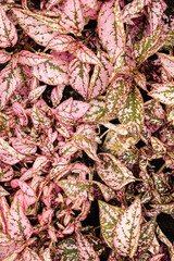 Colorful leaves of Red Fittonia albivenis plant