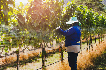 Unidentified worker netting grape wine with wire mesh in vineyard.
