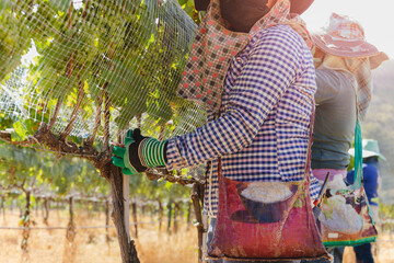 Unidentified worker netting grape wine with wire mesh in vineyard.