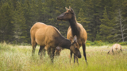 Obraz na płótnie Canvas Roosevelt Elk