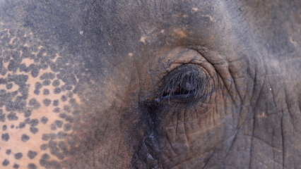 Thai elephant resting and grazing. close up of head