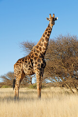 A giraffe (Giraffa camelopardalis) in natural habitat, Mokala National Park, South Africa.