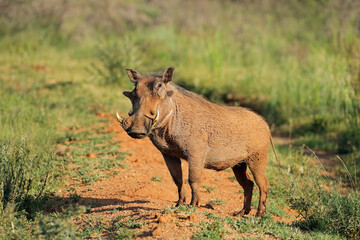 A warthog (Phacochoerus africanus) in natural habitat, Mokala National Park, South Africa.