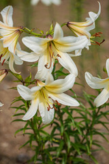 Fototapeta na wymiar nice lilies in the garden