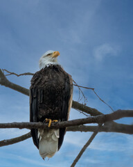 Bald Eagle perched high in a tree