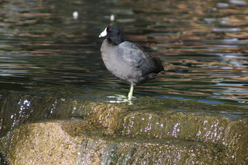 Fototapeta premium great crested grebe