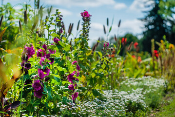 garden with colorful flowers closeup