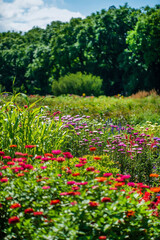 Fototapeta na wymiar garden with colorful flowers closeup
