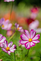 Fototapeta premium cosmos flowers in the garden
