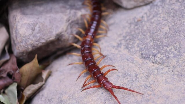 centipede, close up of centipede creep slowly on the ground, closeup of centipede movement. Noxious insects, wildlife, forest, wild nature, garden
