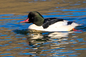Gänsesäger (Mergus merganser)