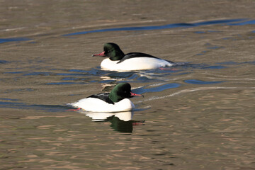 Gänsesäger (Mergus merganser)