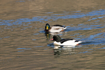 Gänsesäger (Mergus merganser)