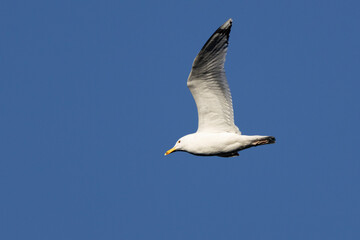 Silbermöwe (Larus argentatus) 