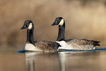 Kanadagans (Branta canadensis)