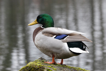Stockente (Anas platyrhynchos)
