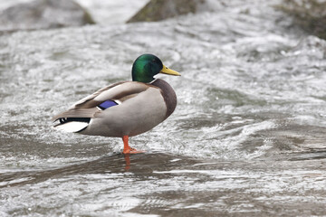 Stockente (Anas platyrhynchos)