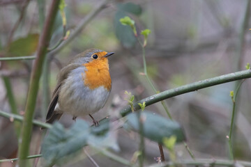 Rotkehlchen (Erithacus rubecula)