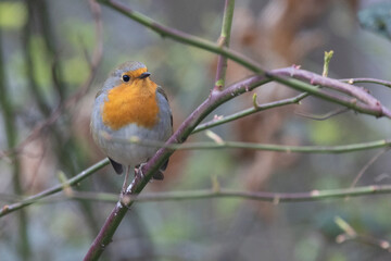Rotkehlchen (Erithacus rubecula)