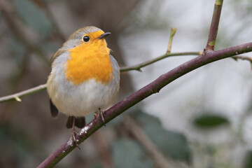 Rotkehlchen (Erithacus rubecula)