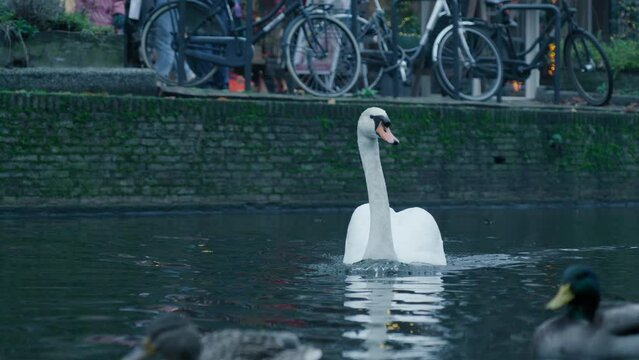 A white sign swimming towards the camera with ducks and bicycles in the background on the streets of Amsterdam