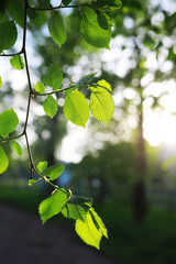 Obraz premium Spring nature background. Greenery of trees and grasses on a sunny spring morning. Forest landscape.