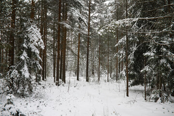 Winter snowy frosty landscape. The forest is covered with snow. Frost and fog in the park.