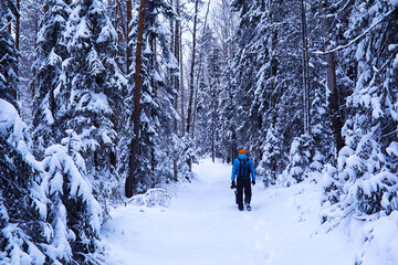 The forest is covered with snow. Frost and snowfall in the park. Winter snowy frosty landscape.