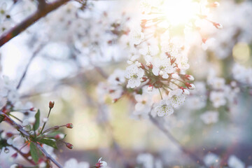 Naklejka premium Spring flowering at sunset. White flower on the tree. Apple and cherry blossoms.