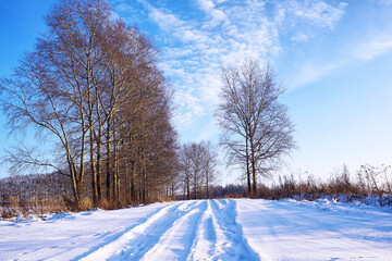 The forest is covered with snow. Frost and snowfall in the park. Winter snowy frosty landscape.