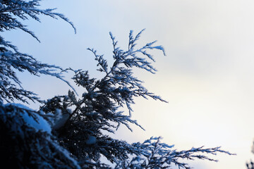 Winter landscape. Trees and plants covered with snow. The beauty of snow covered paths. Snowfall and cooling in tourist areas.