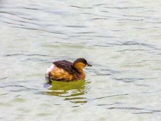 on Kuban river - a small grebe bird swims in calm water in a winter not bright outfit on a February day