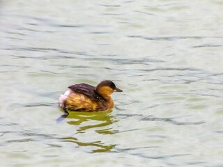 on Kuban river - a small grebe bird swims in calm water in a winter not bright outfit on a February day