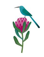 illustration of  protea flower and a long tail bird, malachite sunbird