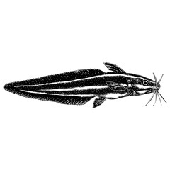 Eel catfish hand drawing. Vector illustration isolated on background.