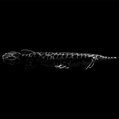 Florida Gar hand drawing vector isolated on black background.