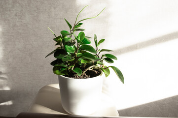 Home plant peperomia with buds on the background of the wall indoors. Beautiful flower with sunbeams in the room.