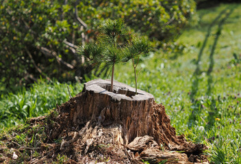伐採された切り株から芽吹く松の新芽