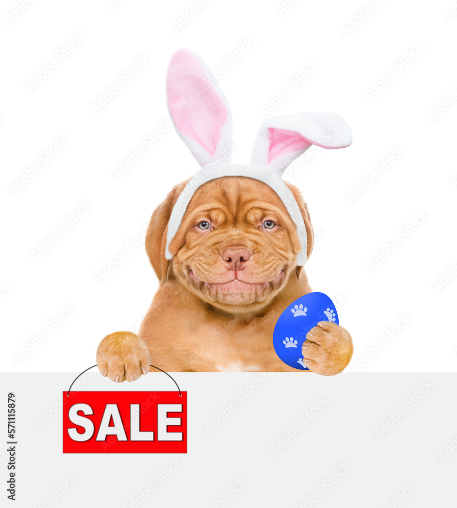 Poster mastiff puppy wearing easter rabbits ears looks from behind empty white banner and shows painted egg