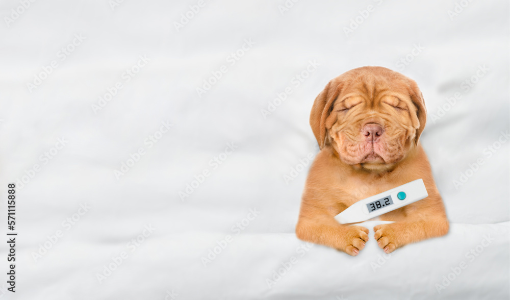 Poster Unhappy sick Mastiff puppy sleeping on a bed at home with a thermometer under it paw. Top down view. Empty space for text