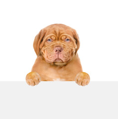 Unhappy Mastiff puppy looks above empty white banner. isolated on white background