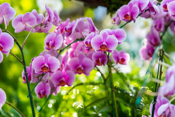 Set of beautiful blooming pink orchid phalaenopsis orchid in flower garden.
