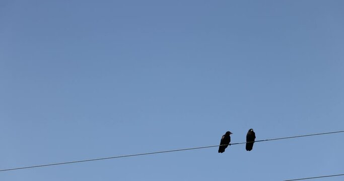 Black birds crow sitting on electric wires , black birds against the blue sky in the summer season