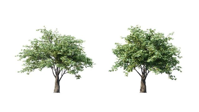 Growing trees on white background.3D animation growth grow from small to large, Pseudoplatanus trees animate in the wind include alpha channel tree. Separated with alpha channels