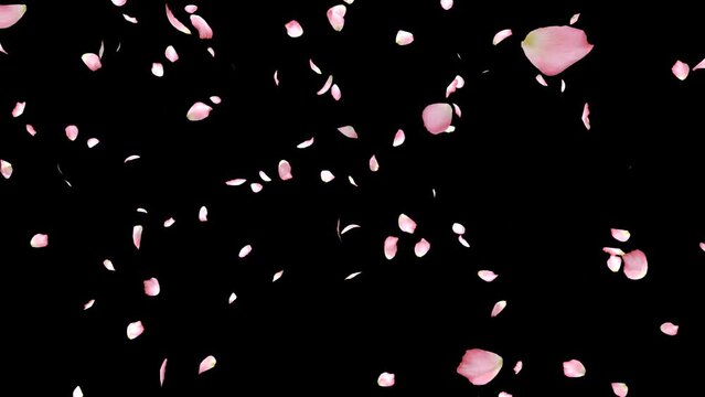 Cherry blossom realistic petals falling.3D rendering.Element footage