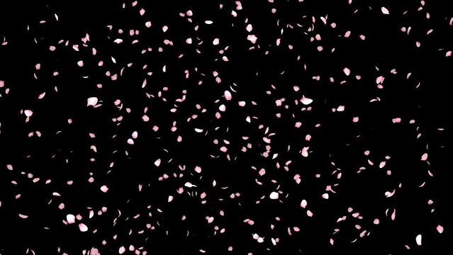 Cherry blossom realistic petals falling.3D rendering.Element footage