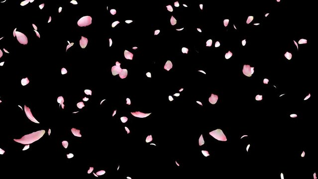 Cherry blossom realistic petals falling.3D rendering.Element footage
