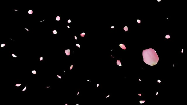 Cherry blossom realistic petals falling.3D rendering.Element footage